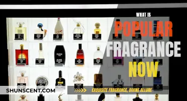 Popular Fragrances Now: What's Trending in Scents?