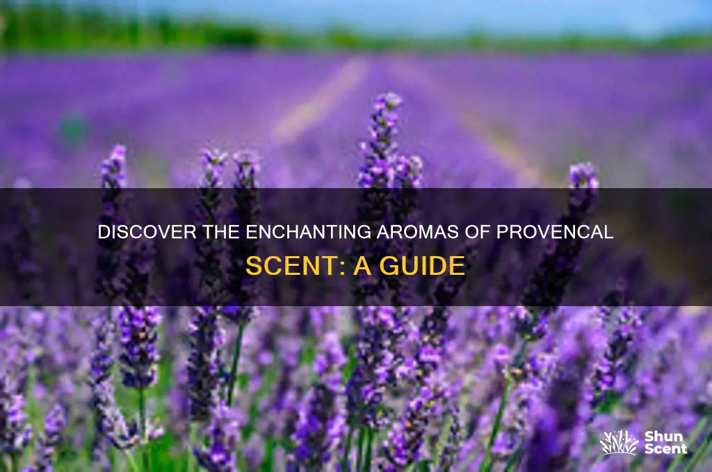 what is provencal scent