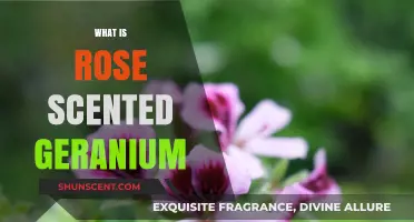 Discover the Enchanting Rose Scented Geranium: A Fragrant Garden Gem