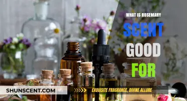 Rosemary Scent Benefits: Enhancing Focus, Memory, and Relaxation Naturally