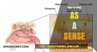 Unveiling the Power of Scent: Exploring Our Olfactory Sense