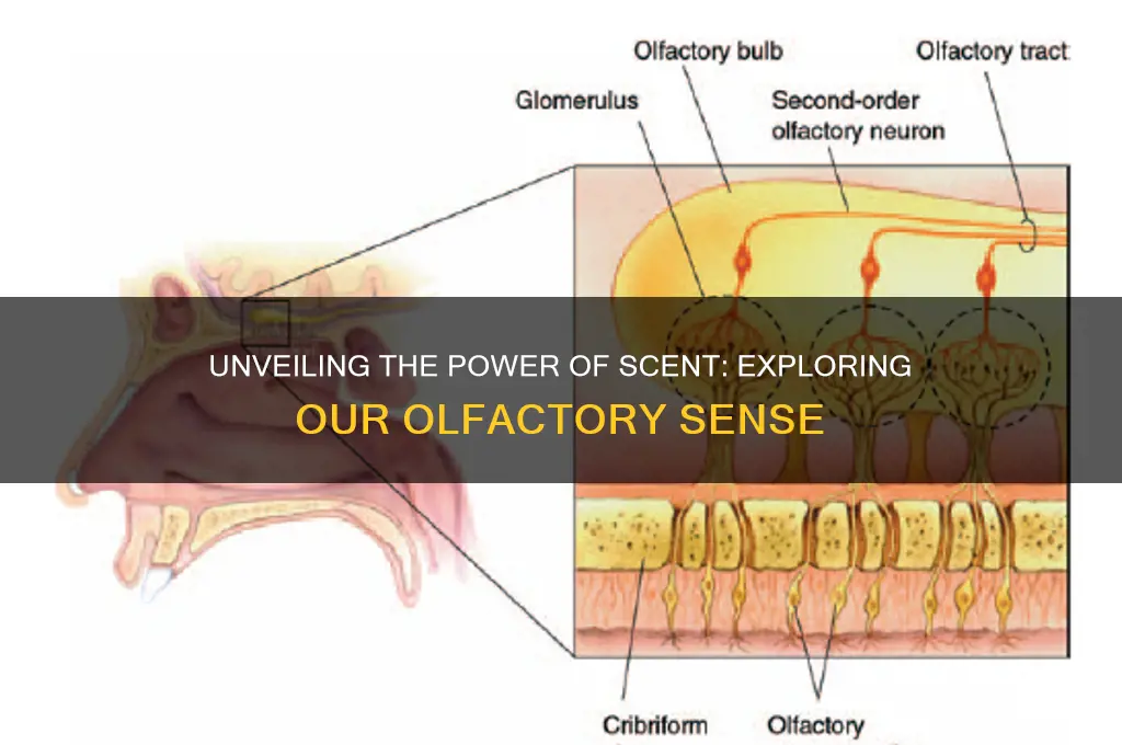what is scent as a sense