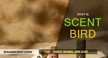 Explore the Fragrance World with ScentBird
