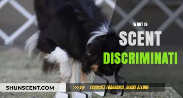 Understanding Scent Discrimination: How Dogs Differentiate Unique Odors