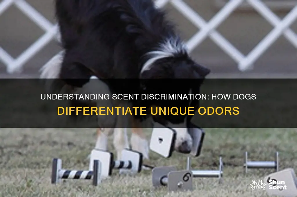 what is scent discrimination