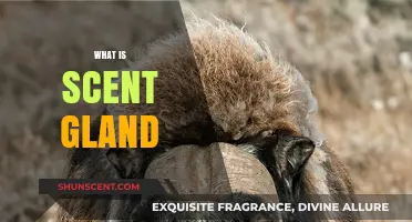 Understanding the Scent Gland: Function, Location, and Role in Animals