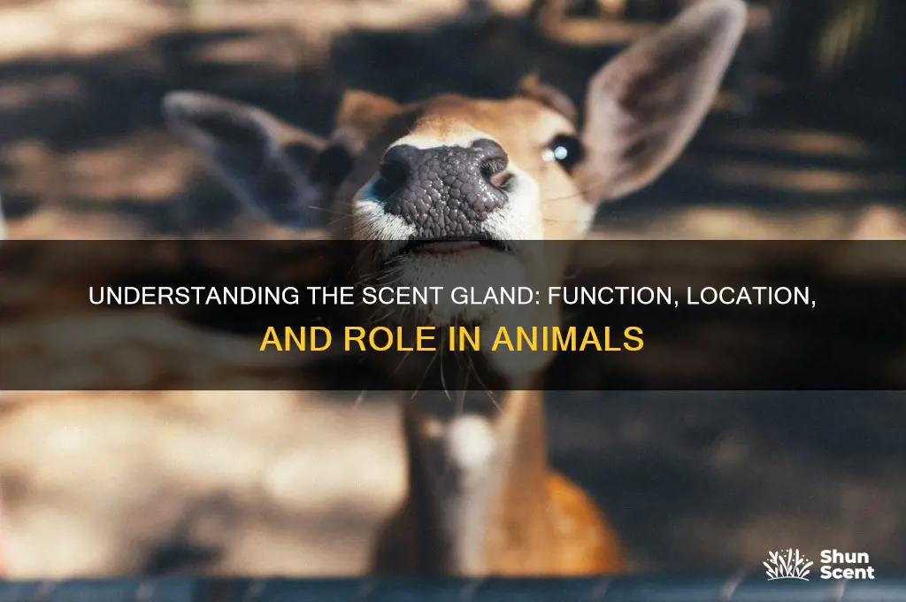 what is scent gland
