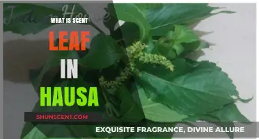 Understanding Scent Leaf: Its Hausa Name, Uses, and Benefits Explained