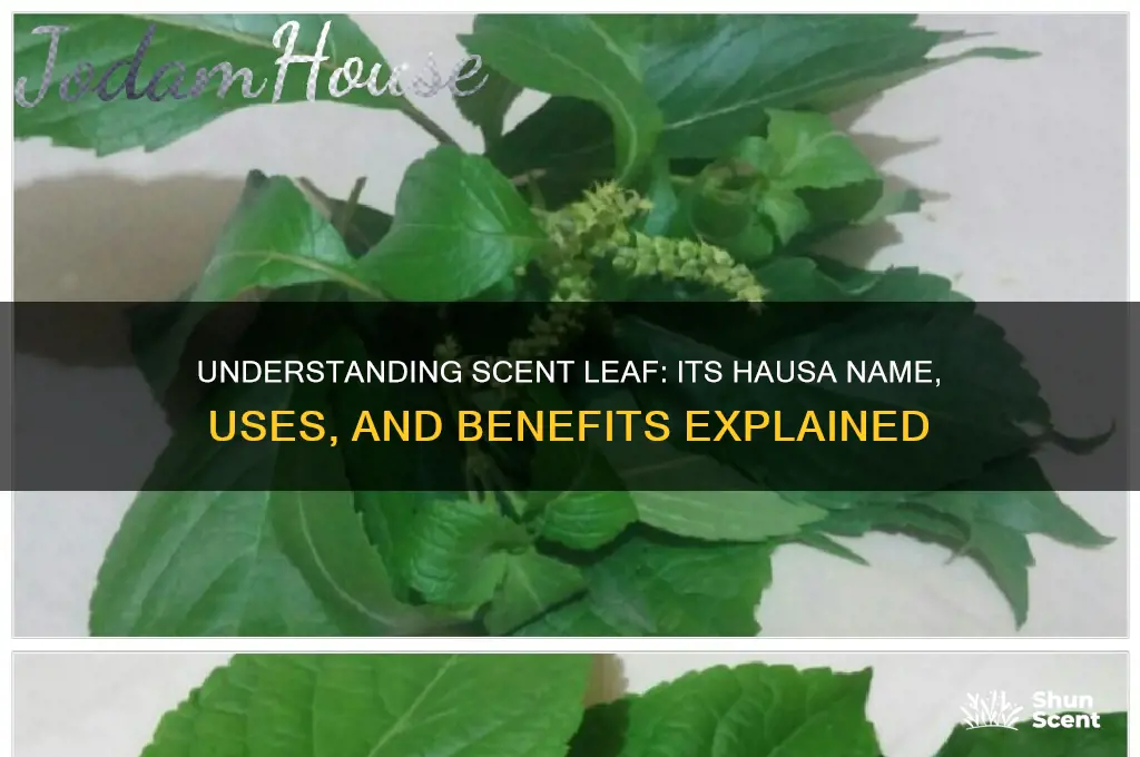 what is scent leaf in hausa
