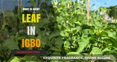 Discovering Scent Leaf: Its Igbo Name, Uses, and Cultural Significance