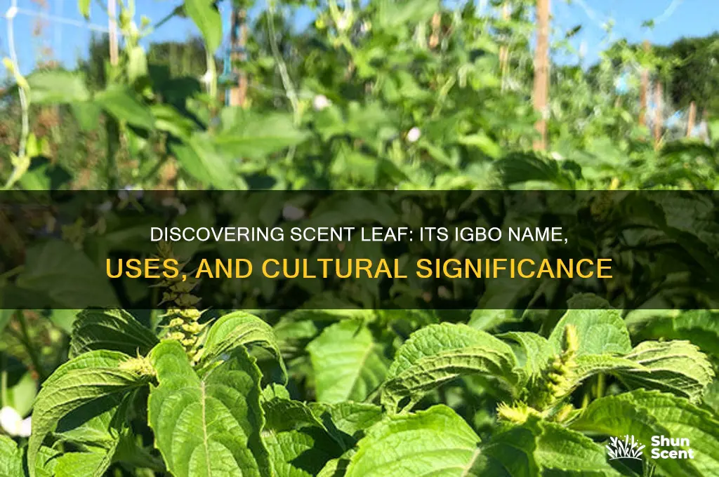 what is scent leaf in igbo