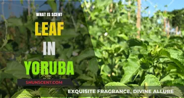Discovering Scent Leaf: Its Yoruba Name, Uses, and Cultural Significance