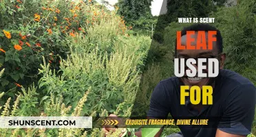 Discover the Amazing Uses and Benefits of Scent Leaf