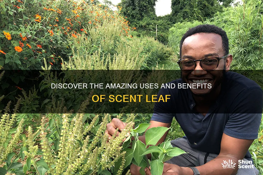 what is scent leaf used for