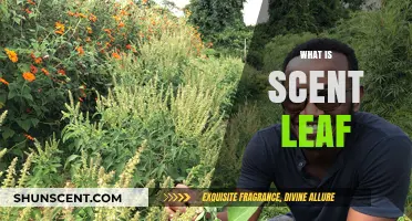 Discover the Benefits and Uses of Scent Leaf in Cooking and Medicine
