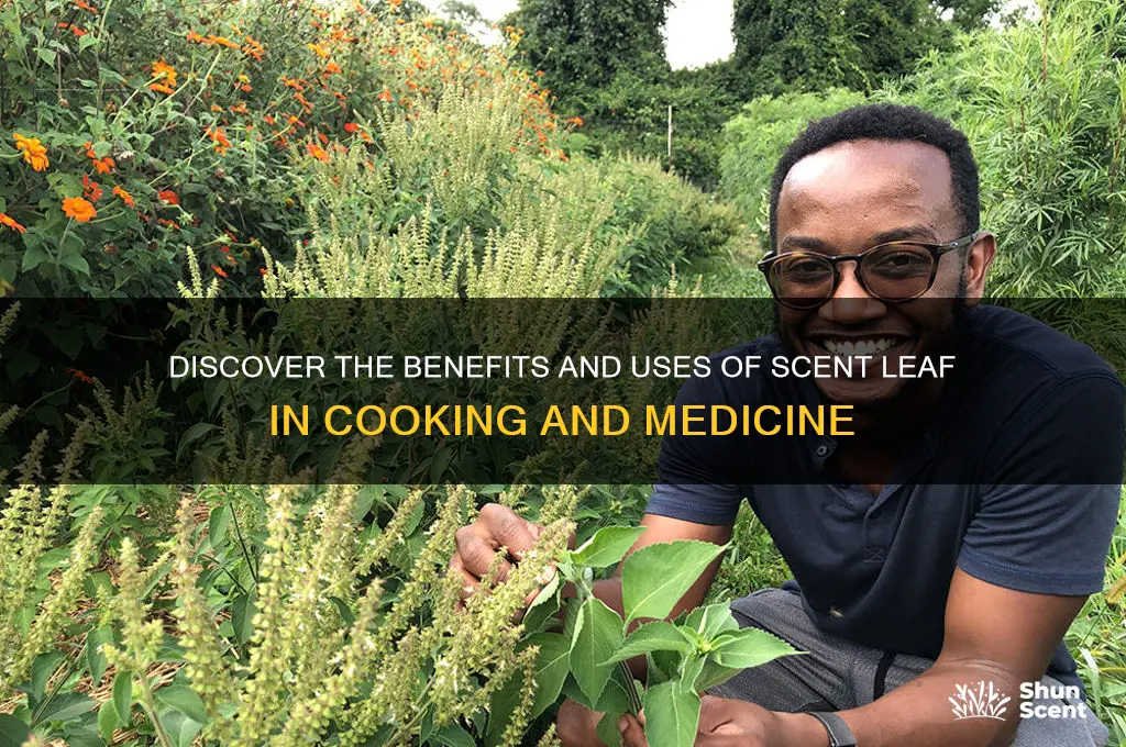 what is scent leaf