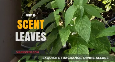 Discover the Aromatic World of Scent Leaves: Uses and Benefits