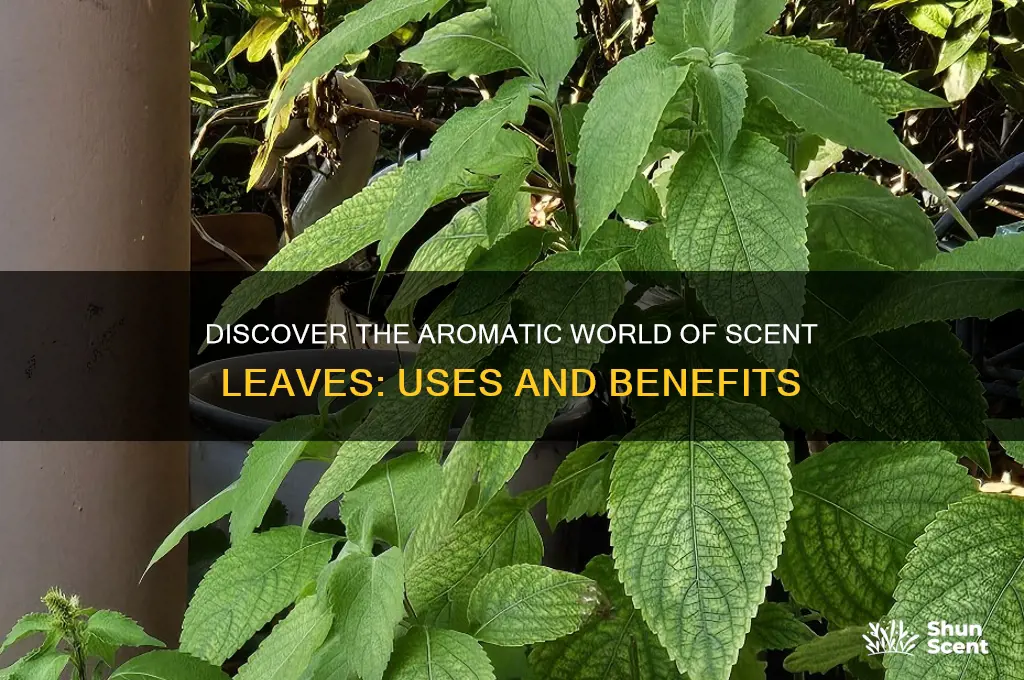 what is scent leaves