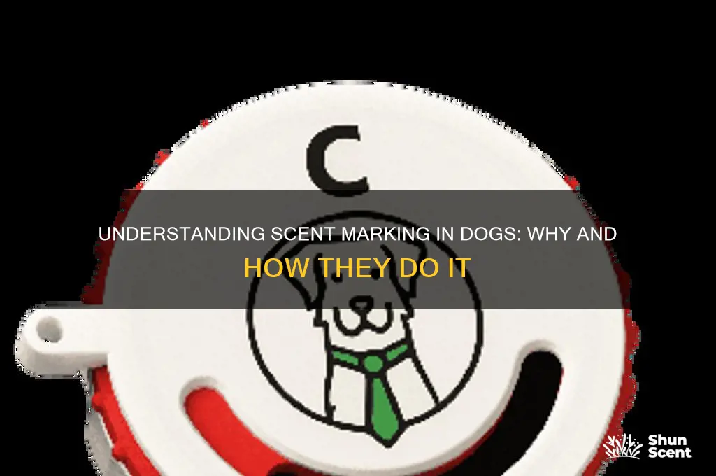 what is scent marking in dogs
