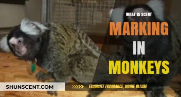 Understanding Scent Marking: A Key Communication Tool in Monkeys