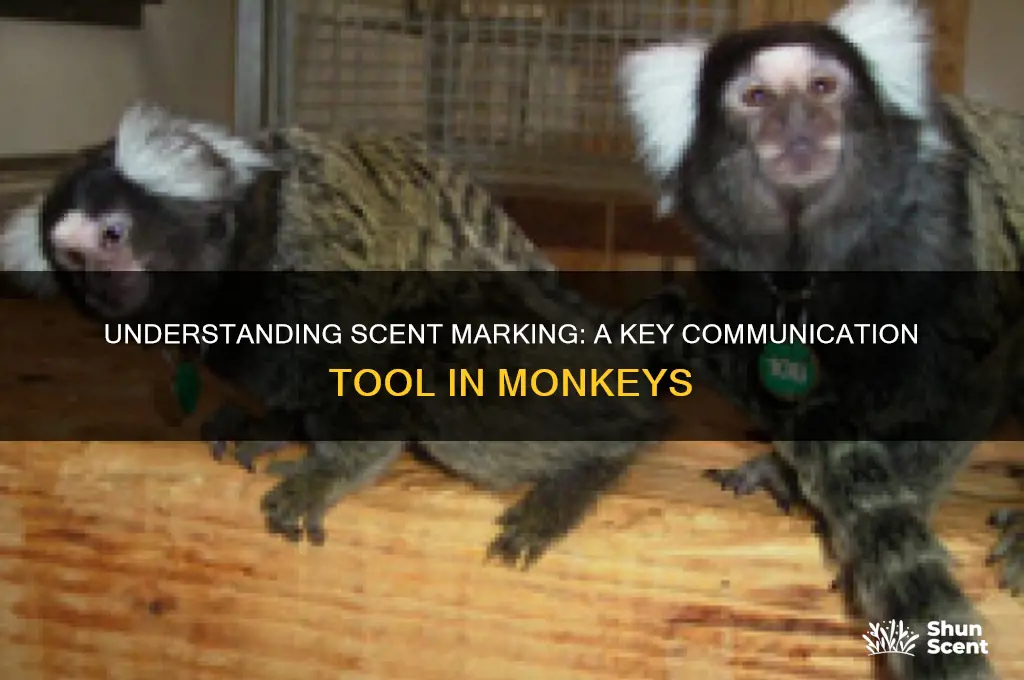 what is scent marking in monkeys