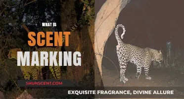 Understanding Scent Marking: Animal Communication Through Smell Explained