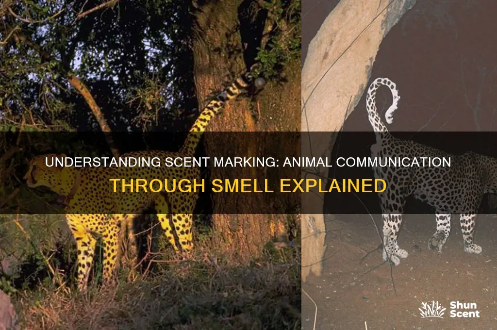 what is scent marking