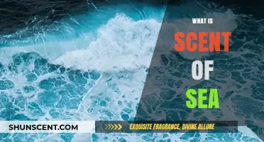 Exploring the Mystical Scent of Sea: A Journey Through Ocean Aromas