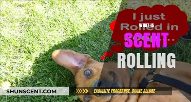 Unveiling the Canine Trend: What is Scent Rolling and Why Dogs Love It