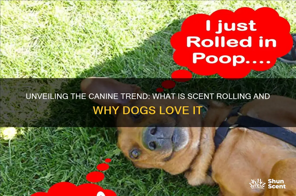 what is scent rolling