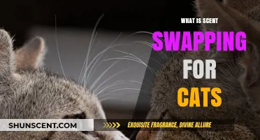 Understanding Scent Swapping: A Key Behavior in Cat Communication