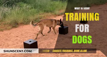 Understanding Scent Training: How Dogs Use Their Noses to Detect and Track