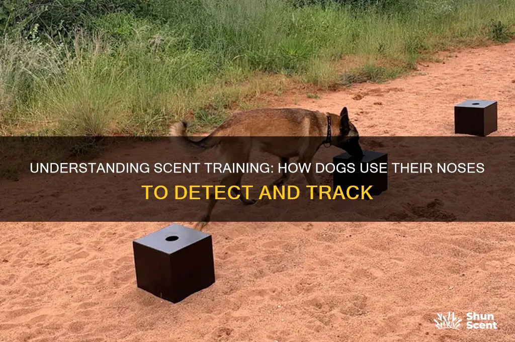 what is scent training for dogs