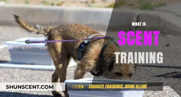 Understanding Scent Training: Techniques, Benefits, and Practical Applications