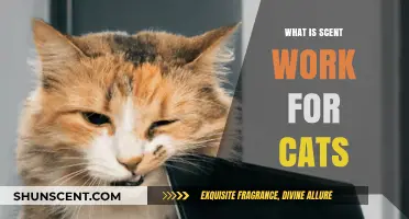 Unleashing Your Cat's Natural Instincts: Understanding Scent Work for Felines