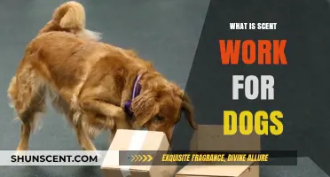 Unleash Your Dog's Potential: Understanding Scent Work for Canines