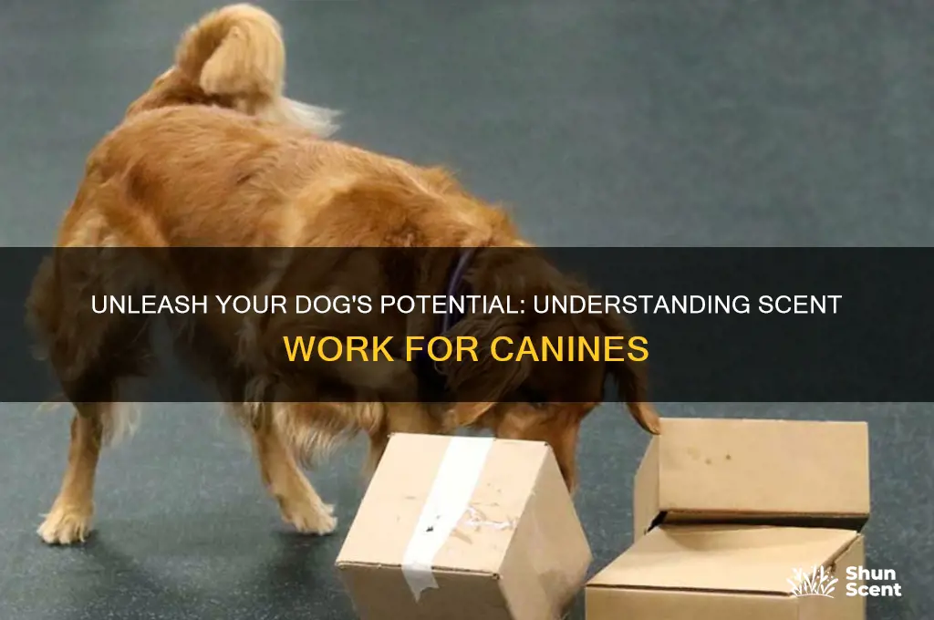 what is scent work for dogs