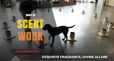 Unleashing the Power of Scent Work: A Canine Detection Journey