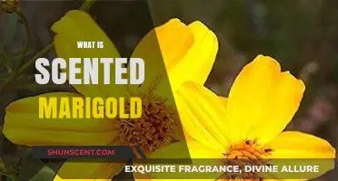 Discover the Fragrant Beauty of Scented Marigold: A Complete Guide