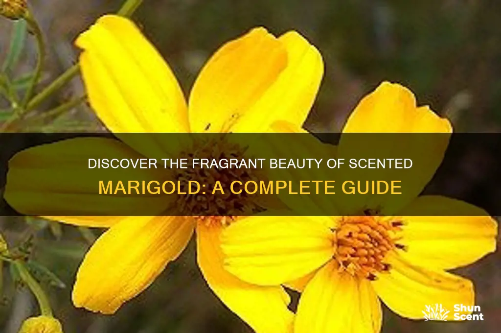 what is scented marigold