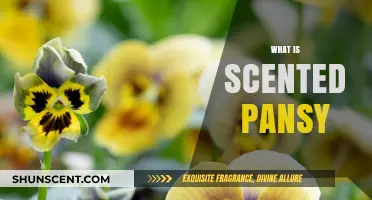 Discover the Enchanting World of Scented Pansies: A Fragrant Guide