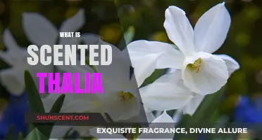 Discover the Fragrant World of Scented Thalia: A Guide