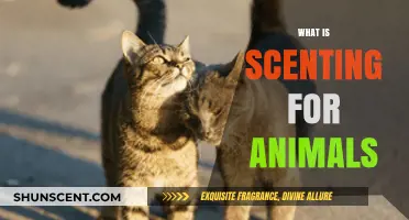 Understanding Animal Scenting: Nature's Secret Communication Tool Explained