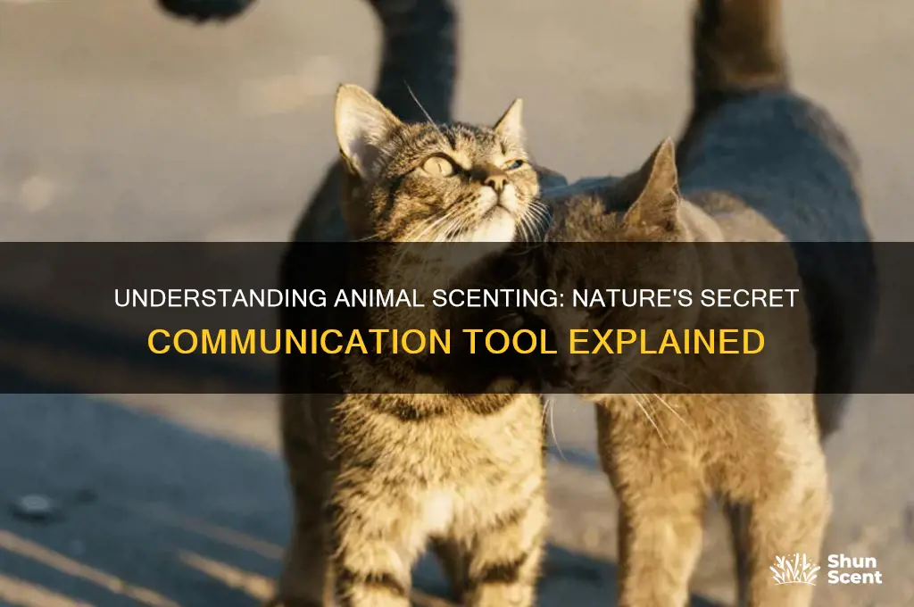what is scenting for animals