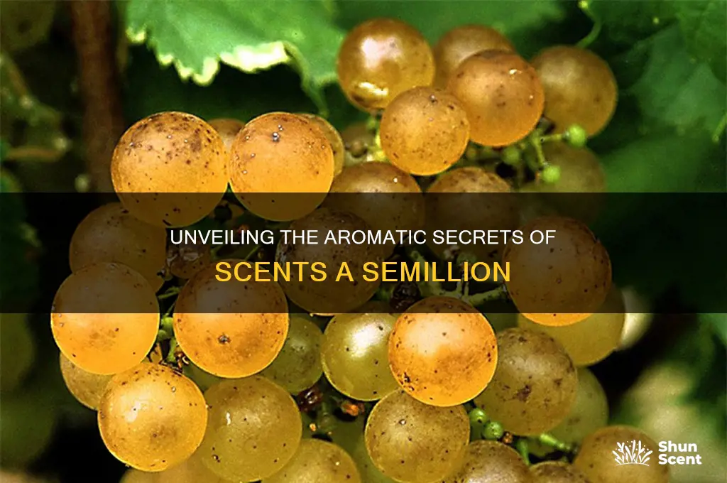 what is scents a semillion