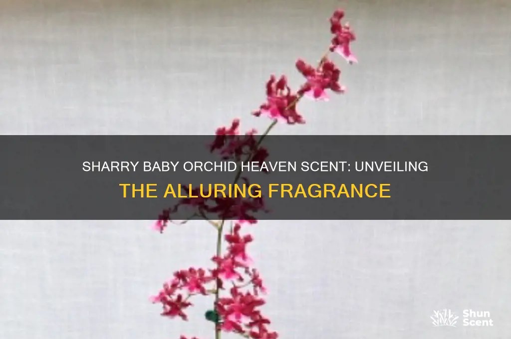 what is sharry baby orchid heaven scent