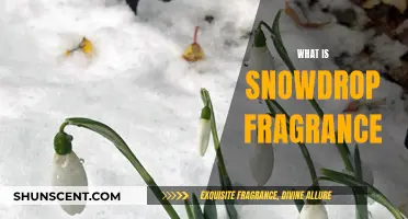 The Unique Snowdrop Fragrance: A Delicate, Fresh Scent
