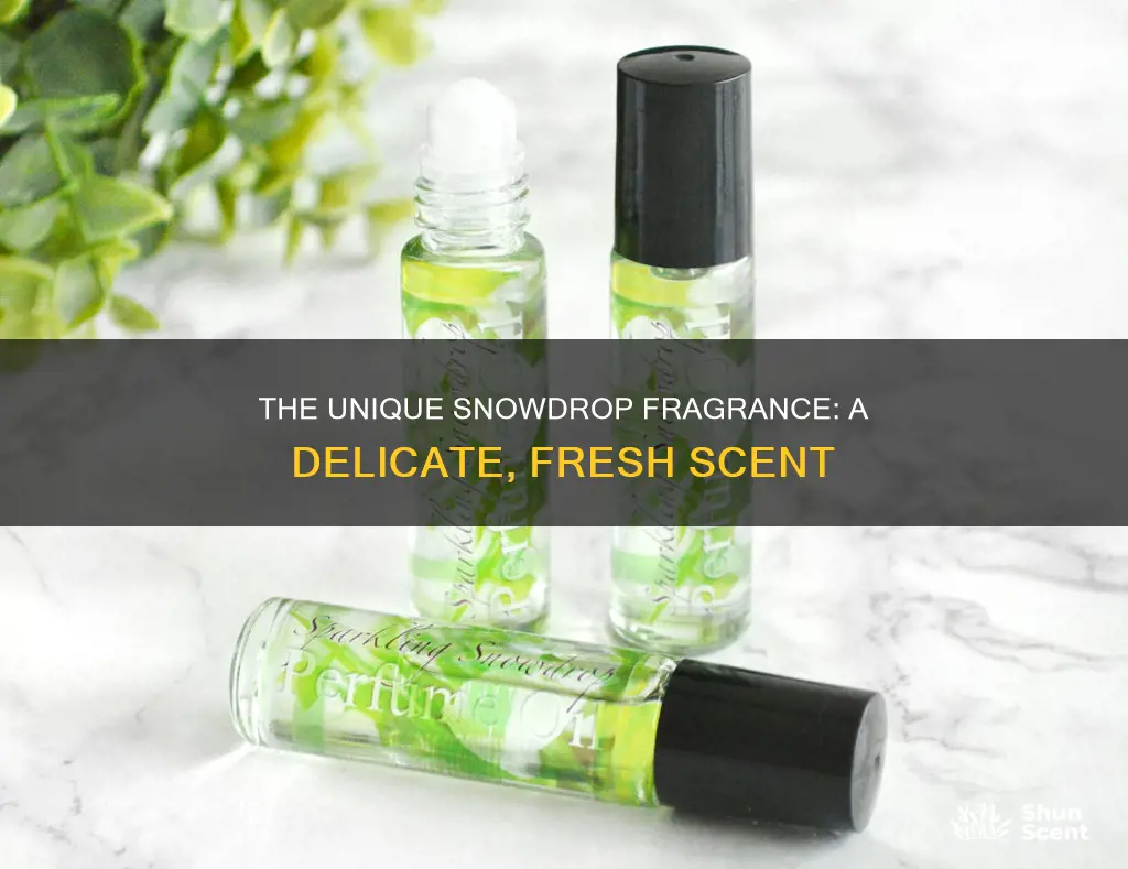 what is snowdrop fragrance