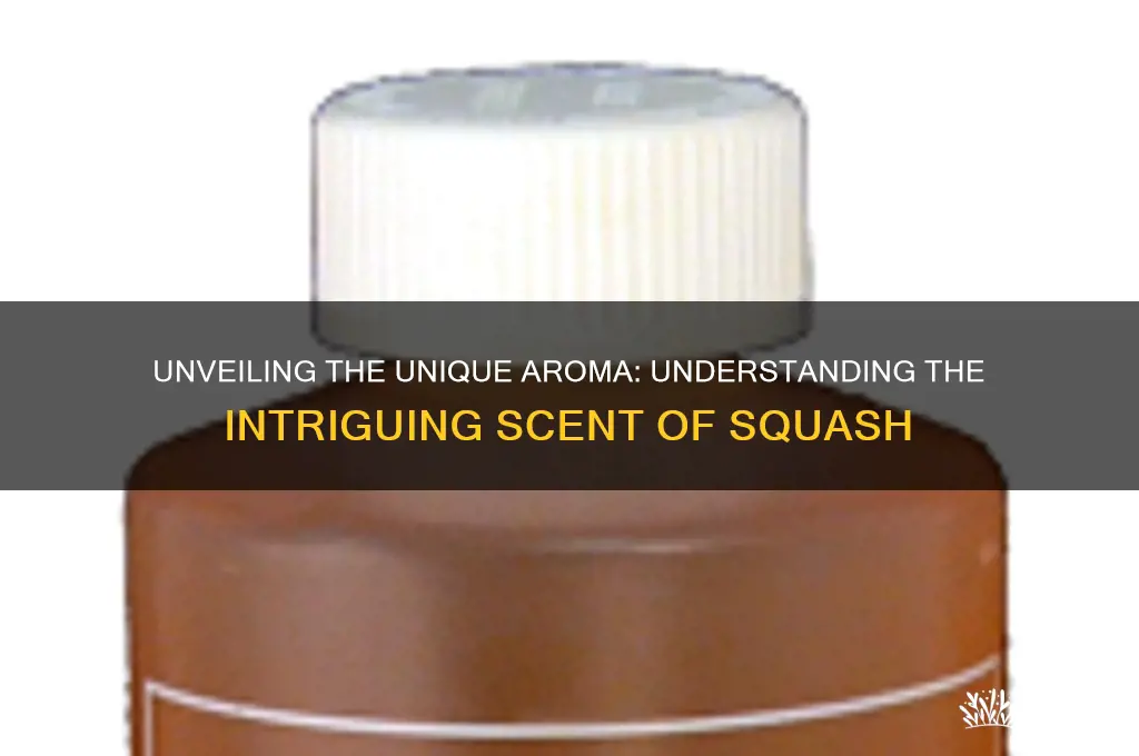 what is squash scent
