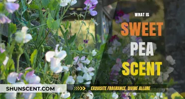 Discover the Enchanting Sweet Pea Scent: A Fragrant Floral Journey